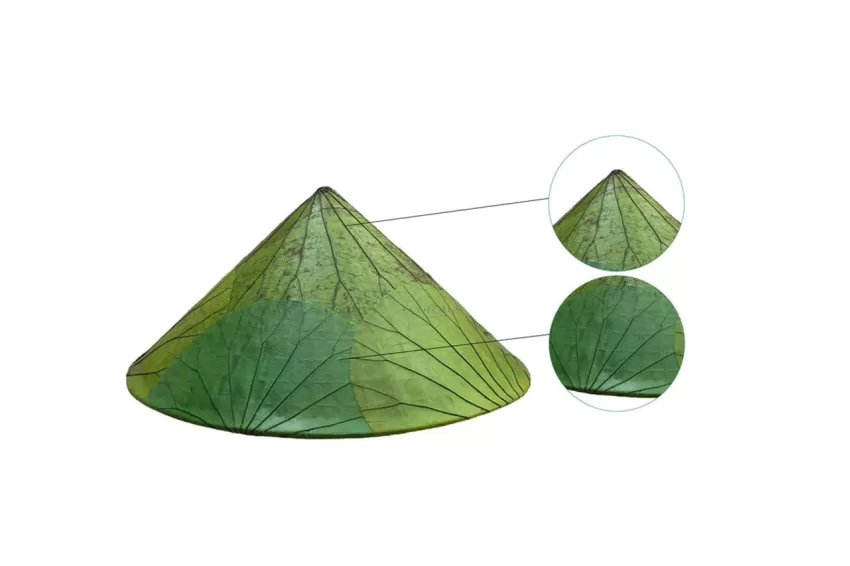 Lotus-Leaf Hats