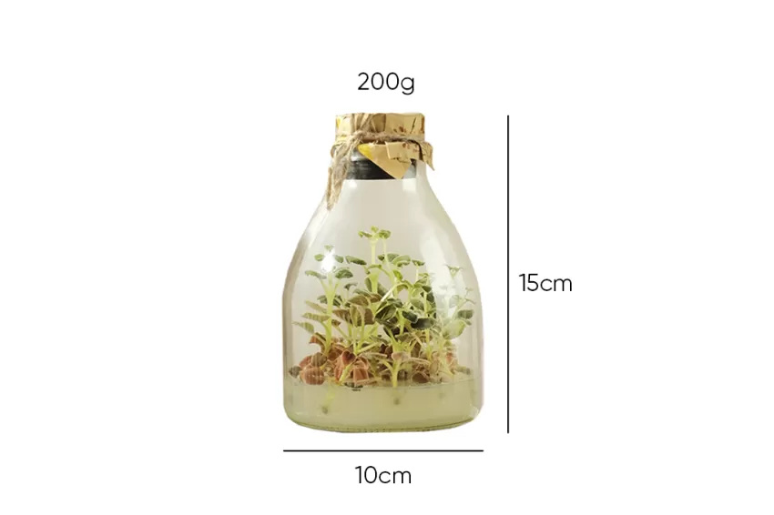 [Hcmc Delivery Only] Bell Flower In Glass Vase - Ngắm Cây Trong Bình, No Need For Watering, Suitable For Indoor Planting